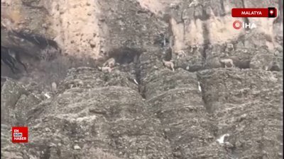 Malatya'da sürü halindeki yaban keçileri görüntülendi