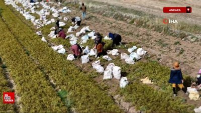 Ankara'da tarlada kilosu 8 lira olan havuç pazarda 45 lira