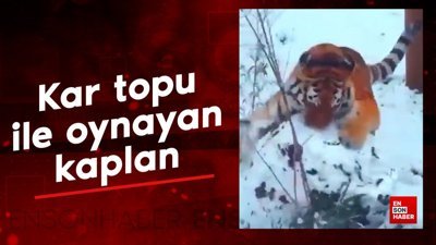 Kar topu ile oynayan kaplan