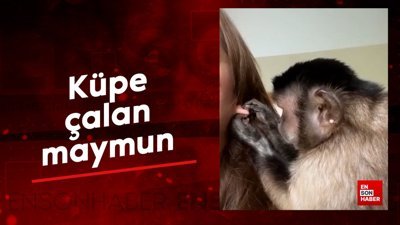 Küpe çalan maymun pes dedirtti