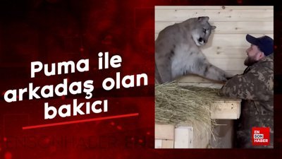 Puma ile arkadaş olan bakıcı
