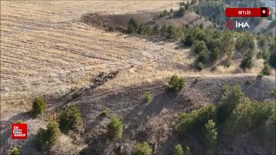 Bitlis'te domuz sürüsü dron ile görüntülendi