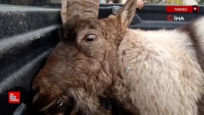 Tunceli'de yaralı bulunan yaban keçisinin imdadına DKMP ekipleri yetişti