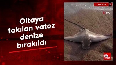 Antalya’da oltaya takılan vatoz, denize bırakıldı