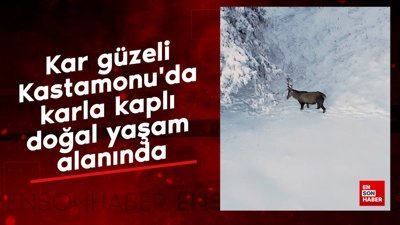 Kar güzeli Kastamonu'da karla kaplı doğal yaşam alanında