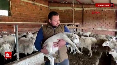 Çanakkale'de 5 bacaklı kuzu doğdu
