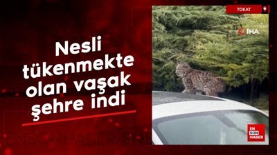 Tokat'ta nesli tükenmekte olan vaşak şehre indi