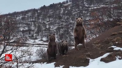 Tunceli'de kış uykusuna yatmayan ayı ailesi görüntülendi