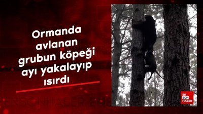 Ormanda avlanan grubun köpeği, ayı yakalayıp ısırdı