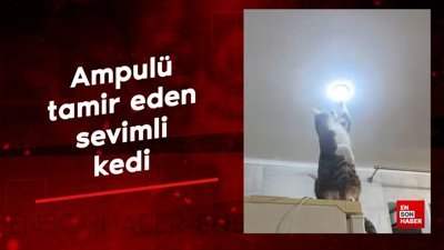 Ampulü tamir eden sevimli kedi