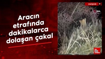 Eskişehir'de aracın etrafında dakikalarca dolaşan çakal