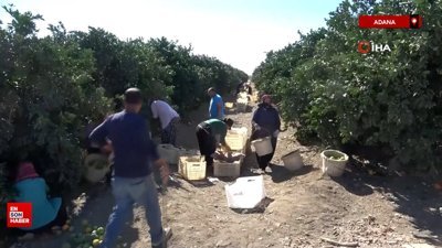 Suriyelilerin ülkelerine dönüşü tarım sektörünü sekteye uğratabilir