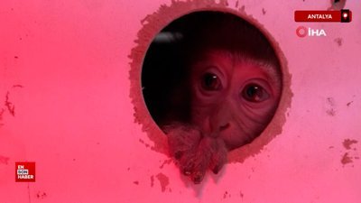 Antalya'da otobüsle gönderilen koliden maymun çıktı