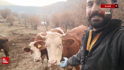 Elazığ'da besicinin inekleriyle olan dostluğu gülümsetti