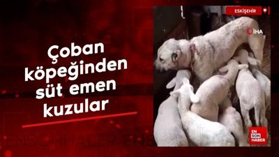 Eskişehir'de çoban köpeğinden süt emen kuzular