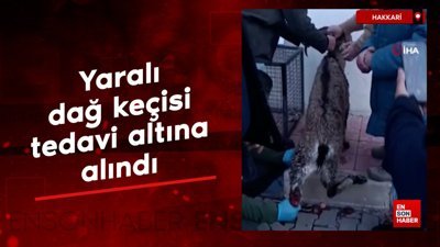 Hakkari'de yaralı dağ keçisi tedavi altına alındı