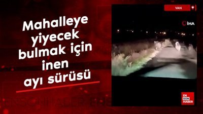 Van'da mahalleye yiyecek bulmak için inen ayı sürüsü