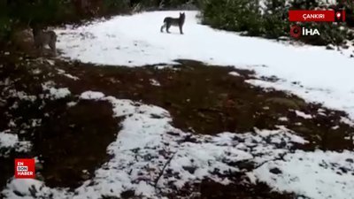 Çankırı'da ormanda grup halinde gezen vaşaklar