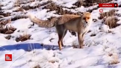 Erzincan’da yuvasından çıkan tilki havadan görüntülendi