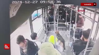 Karabük'te yağmurdan ıslanan köpek, durağa yanaşan otobüse bindi