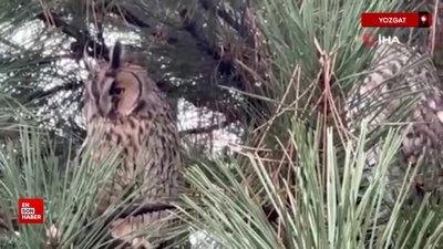 Kulaklı orman baykuşu yıllardır ailesiyle mesken tuttuğu ağaçta yaşıyor