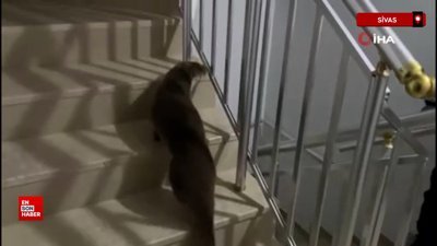 Sivas'ta yolunu kaybeden su samuru apartmana girdi