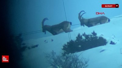 Bayburt Kop Dağı'nda dağ keçilerini görüntüledi