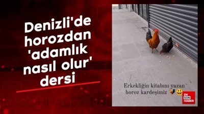 Denizli'de horozdan 'adamlık nasıl olur' dersi