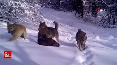 Uludağ Milli Parkı’ndaki kurtlar fotokapana yakalandı