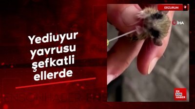 Erzurum'da bitkin halde bulunan yediuyur yavrusu şefkatli ellerde