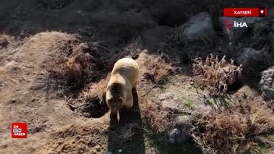 Kayseri'deki ayılar kış uykusuna yatmadı