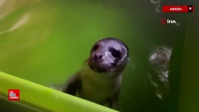 Mersin'de yavru Akdeniz foku iyileşti, tekrar denizle buluştu