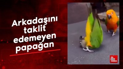 Arkadaşını taklit edemeyen papağan