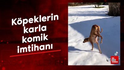 Köpeklerin karla komik imtihanı