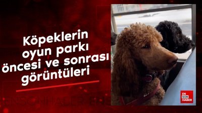 Köpeklerin oyun parkı öncesi ve sonrası görüntüleri