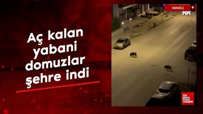 Denizli'de aç kalan yabani domuzlar şehre indi
