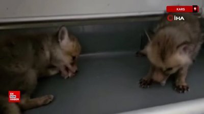 Kars’ta büyüyen yavru tilkiler doğaya bırakıldı