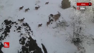 Sivas'ta yaban keçilerinin sarp kayalıklardaki kavgası