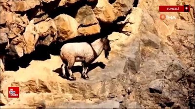 Tunceli'de boynuzsuz erkek yaban keçisi şaşırttı