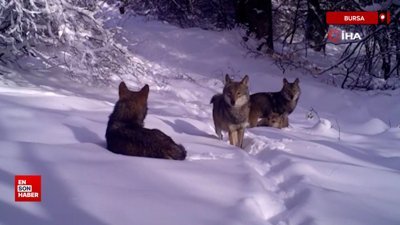 Bursa'da açık renkli kurt fotokapanlara yakalandı