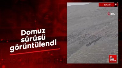 Elazığ’da domuz sürüsü görüntülendi