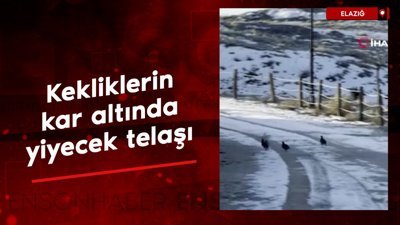 Elazığ'da kekliklerin kar altında yiyecek telaşı