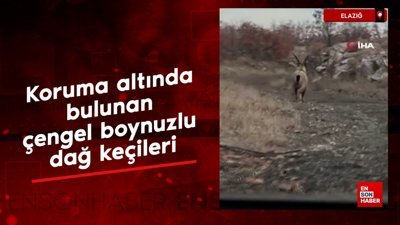 Elazığ’da koruma altında bulunan çengel boynuzlu dağ keçileri görüntülendi