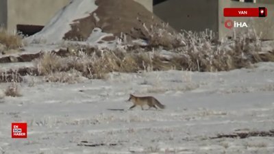 Van'da aç kalan tilkiler köye indi