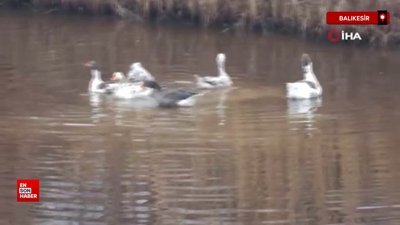 Balıkesir'de komşularının şikayetinden bıktı, beslediği kazları doğaya saldı