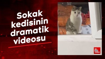 Sokak kedisinin dramatik videosu