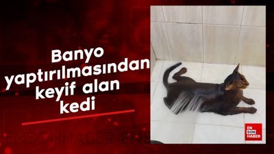 Banyo yaptırılmasından keyif alan kedi