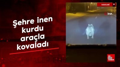 Hakkari'de araç sürücüsü şehre inen kurdu araçla kovaladı