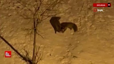 Erzurum'da tilkilerin bahçedeki kar eğlencesi görüntülendi