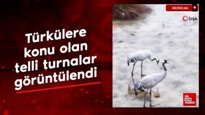 Türkülere konu olan telli turnalar Erzincan’da görüntülendi